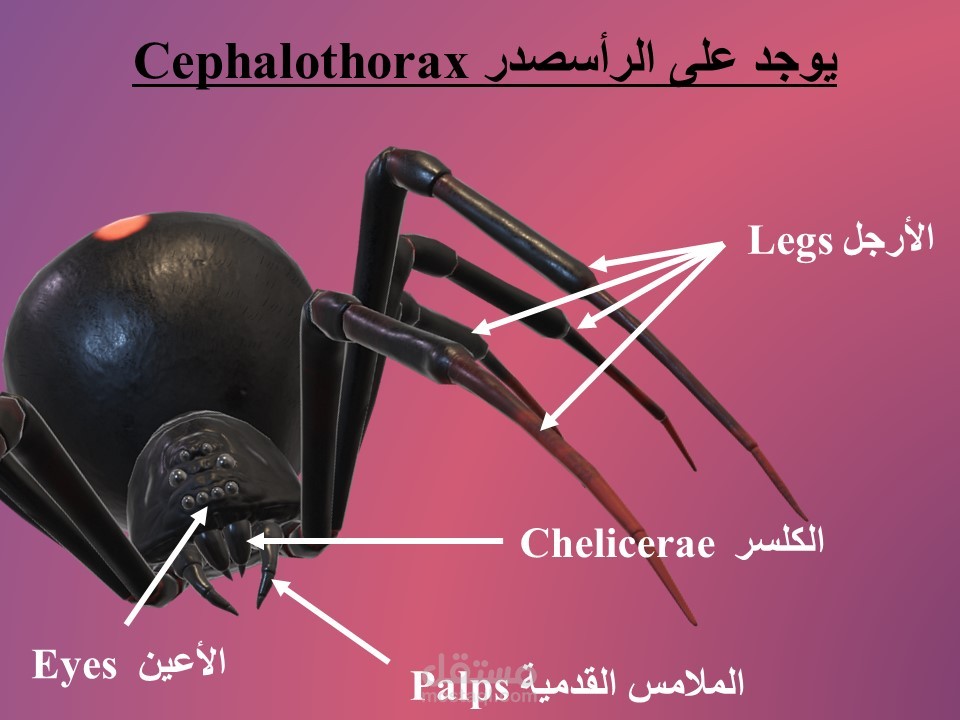 جزء من عرض تقديمي لبحث جامعي