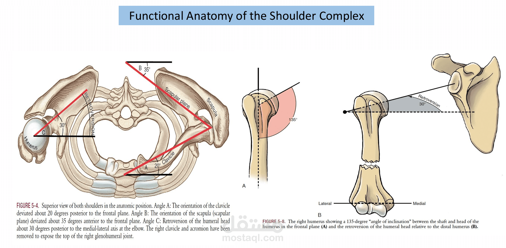 Shoulder Impingement Syndrome