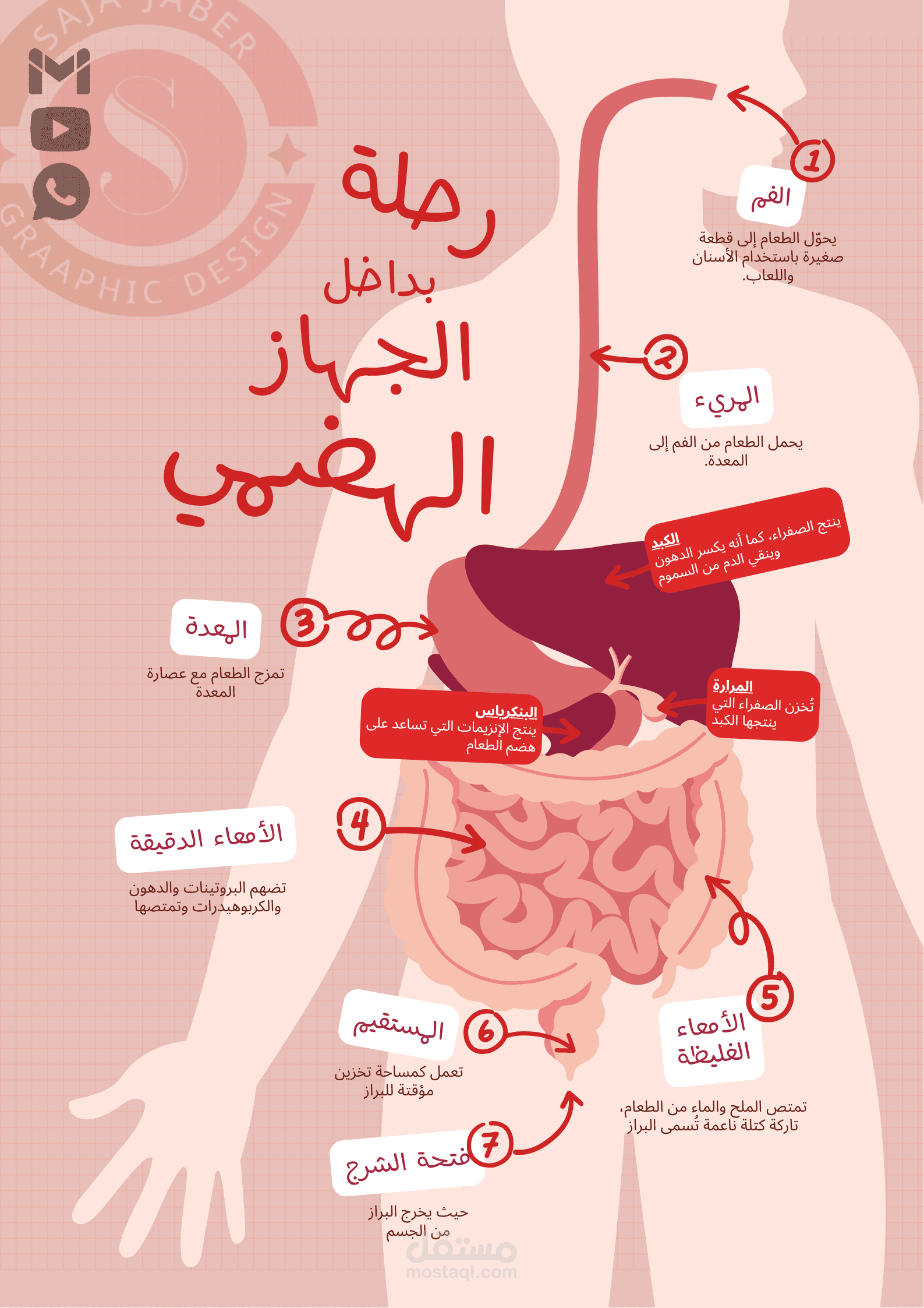 بوستر تعليمي عن الجهاز الهضمي