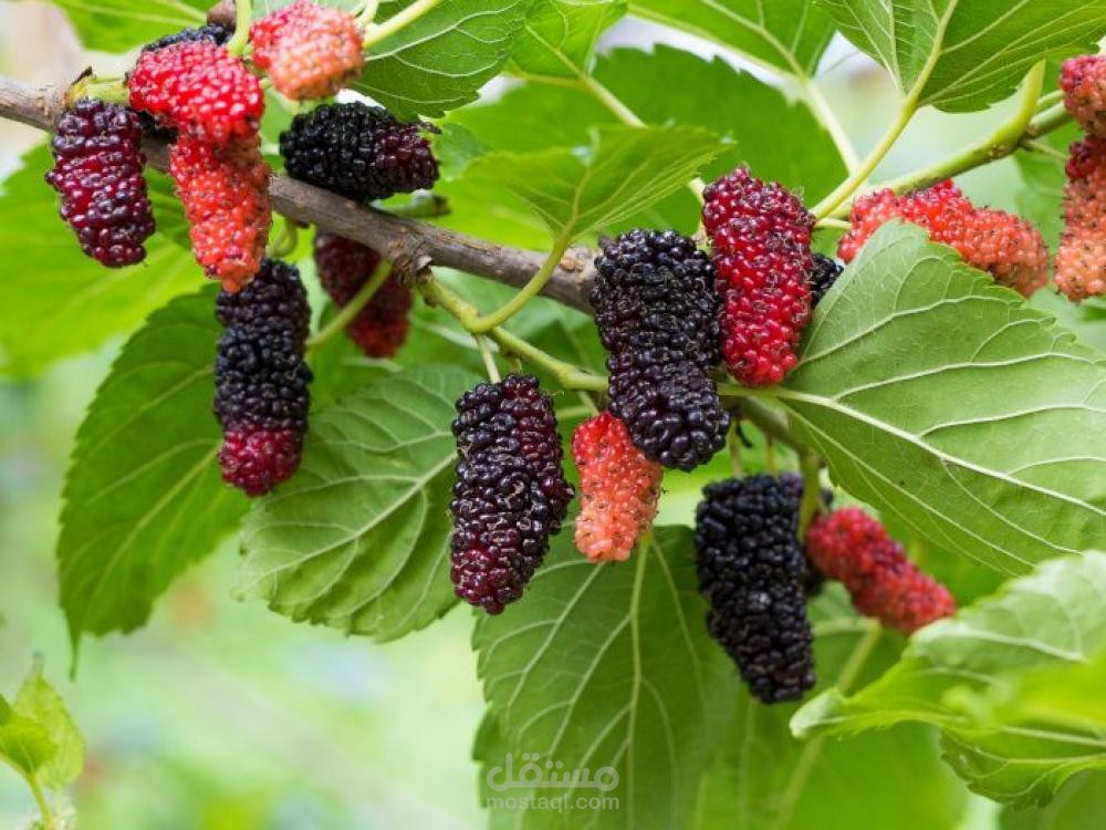 رحلة توت