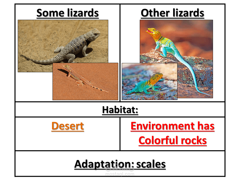 باوربوينت لشرح درس التكيف فى الحيوانات Adaptation in animals