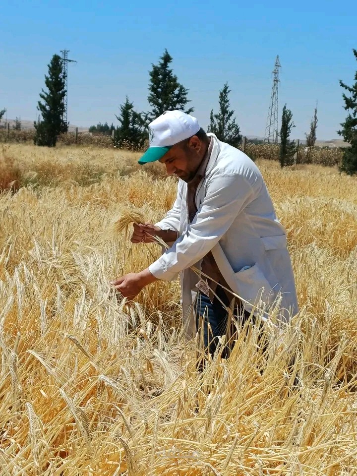الشعير العاري