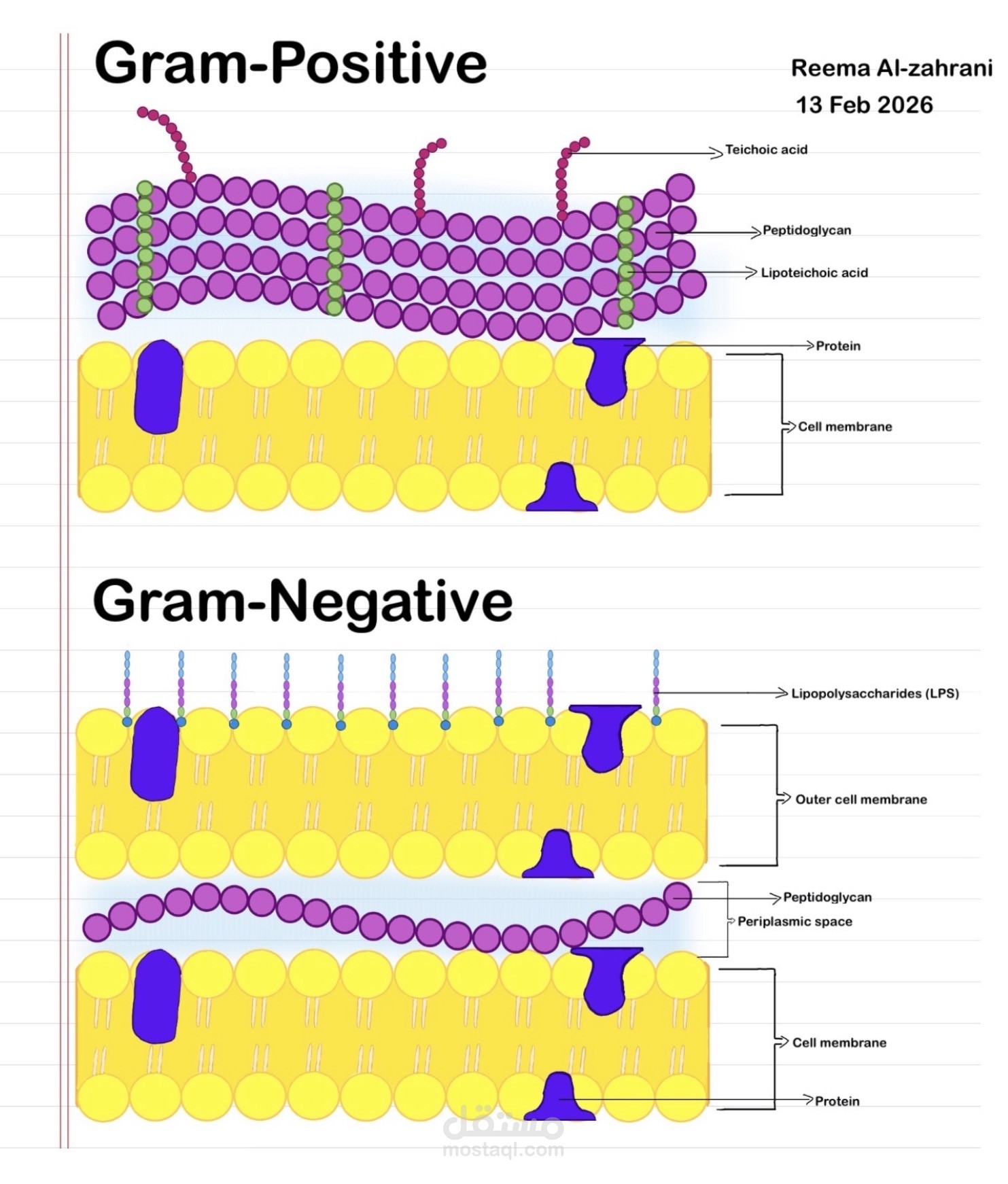 رسم توضيحي للفروقات بين Gram-Positive وGram-Negative bacteria”