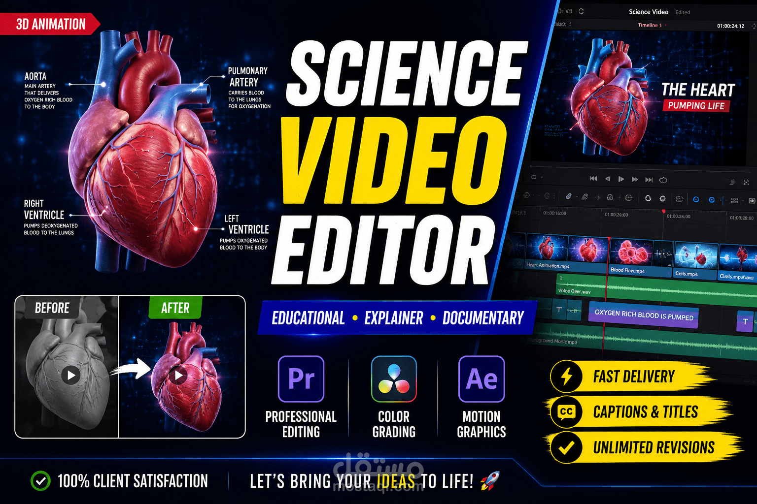 The Human Heart Explained