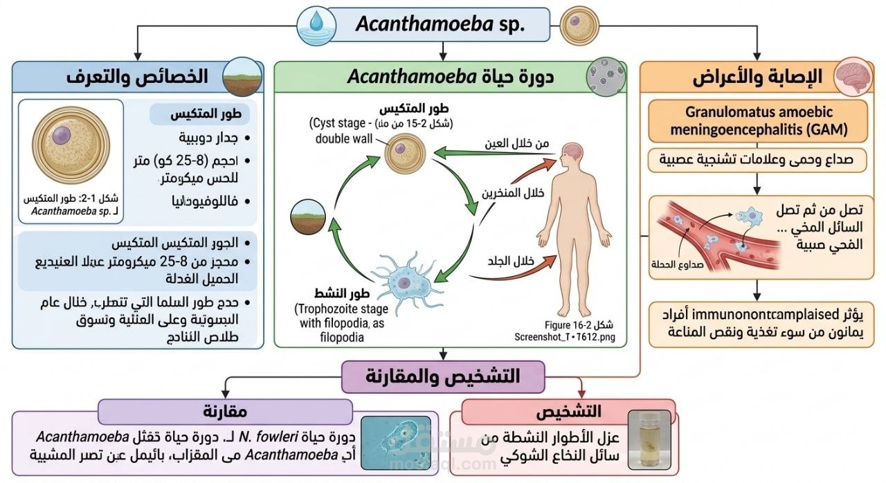 خريطة تعليمية لدورة حياة طفيلي Acanthamoeba sp..