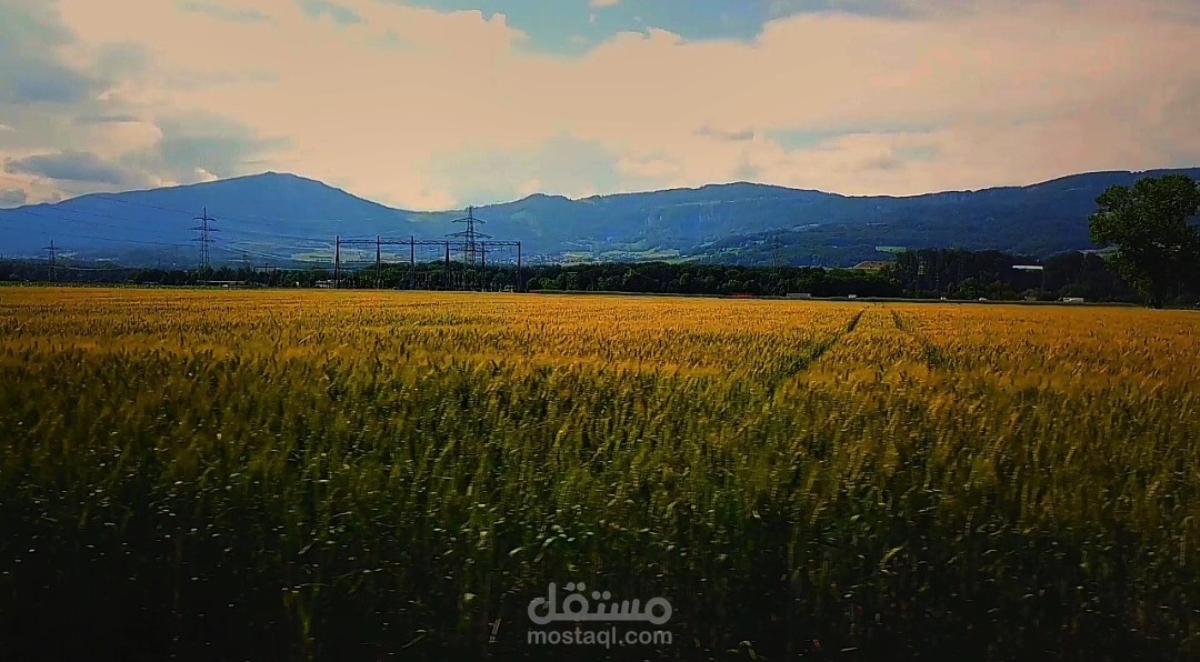 فيديو سينمائي يبرز سحر الحقول الذهبية مع هندسة صوتية محيطية