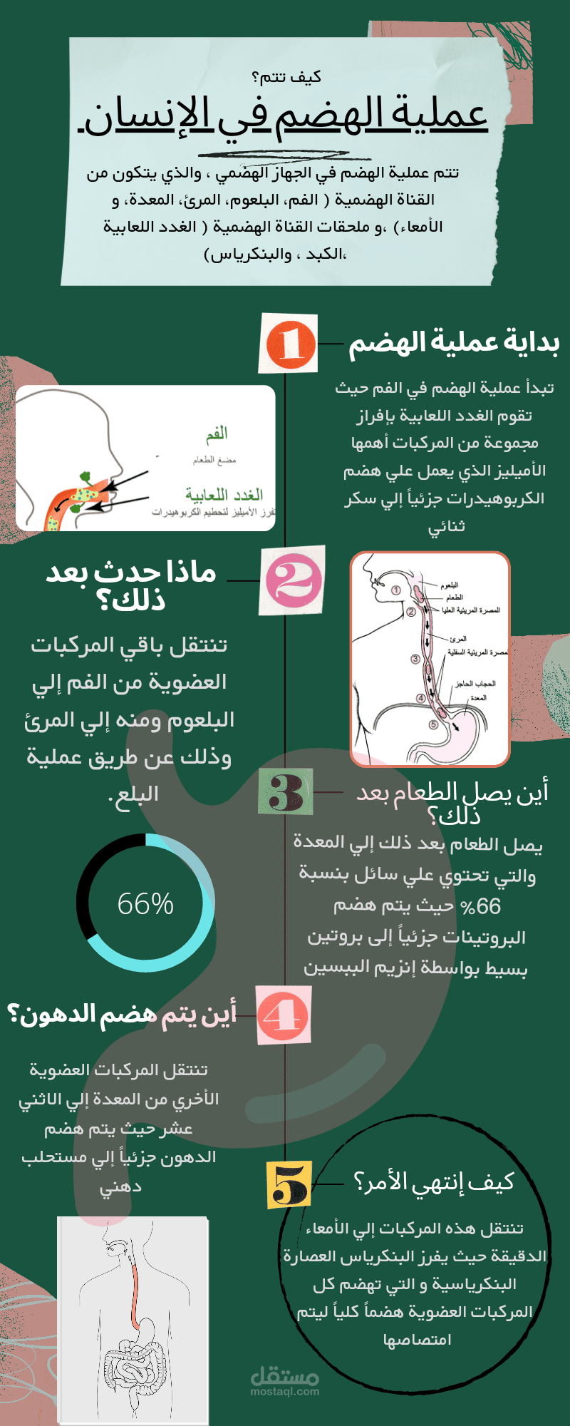 عملية الهضم