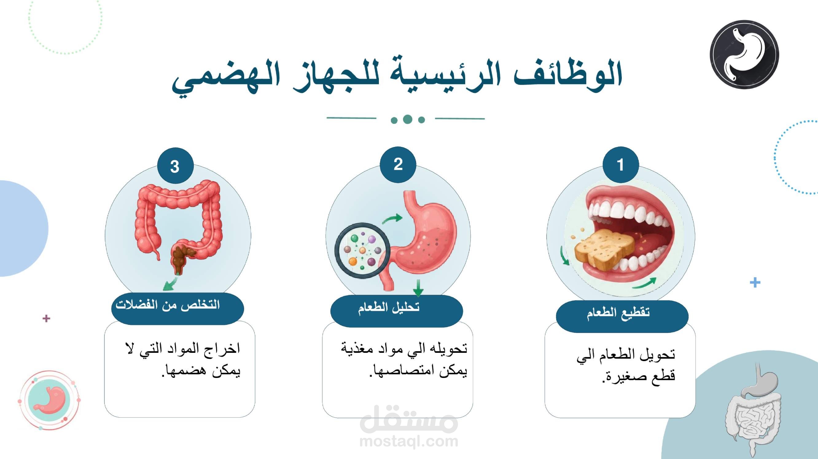 الجهاز الهضمي