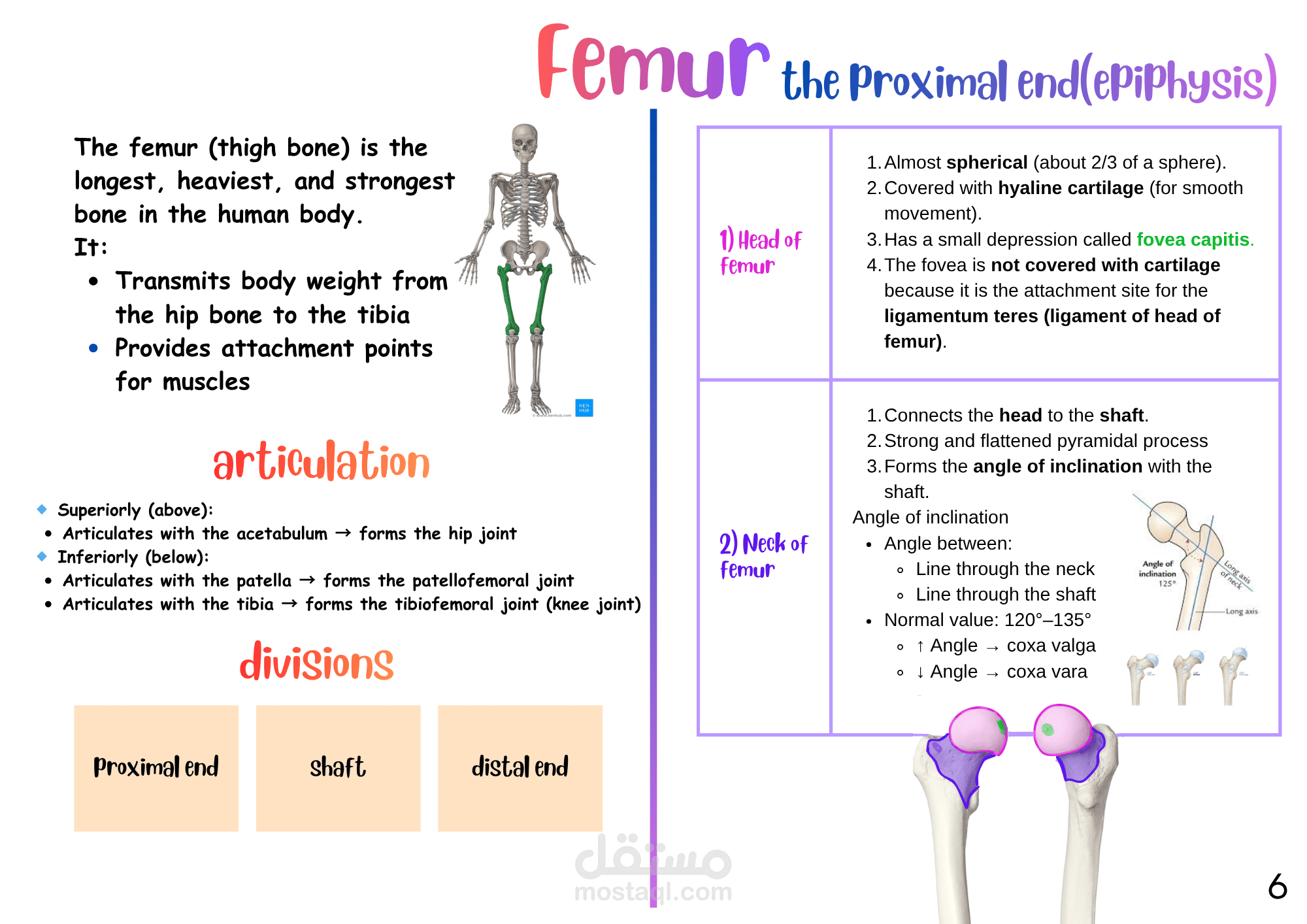 osteology of the lower limb