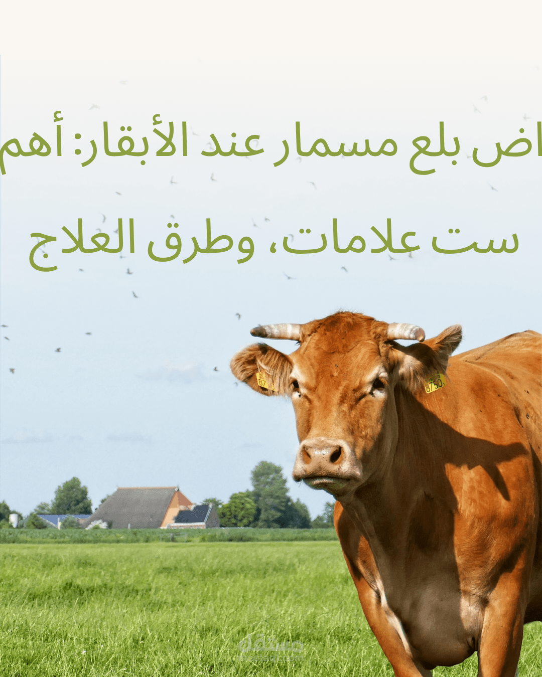 مقال طبي بيطري (SEO): أعراض بلع مسمار عند الأبقار (Hardware Disease) وطرق العلاج
