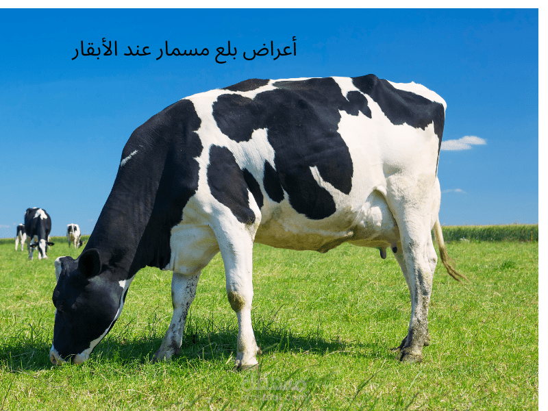 مقال طبي بيطري (SEO): أعراض بلع مسمار عند الأبقار (Hardware Disease) وطرق العلاج