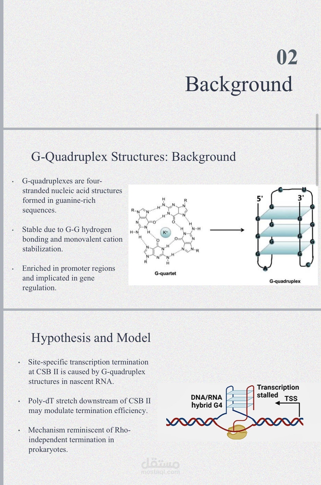 عرض تقديمي احترافي وبحثي في البيولوجيا الجزيئية (RNA G-quadruplex)