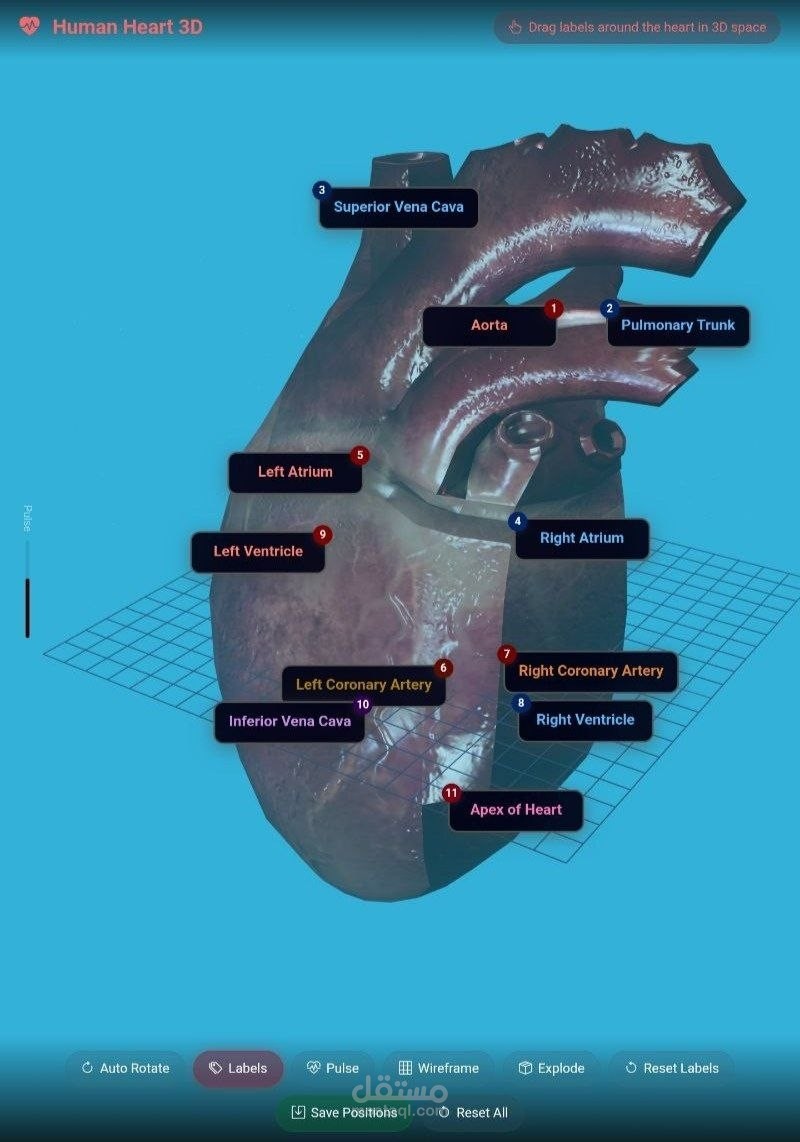 Human Heart 3D (قلب الإنسان ثلاثي الأبعاد)
