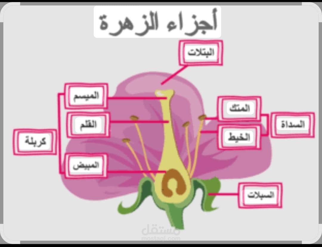 شرح تفاعلي ومبسط لأجزاء الزهرة 🌷