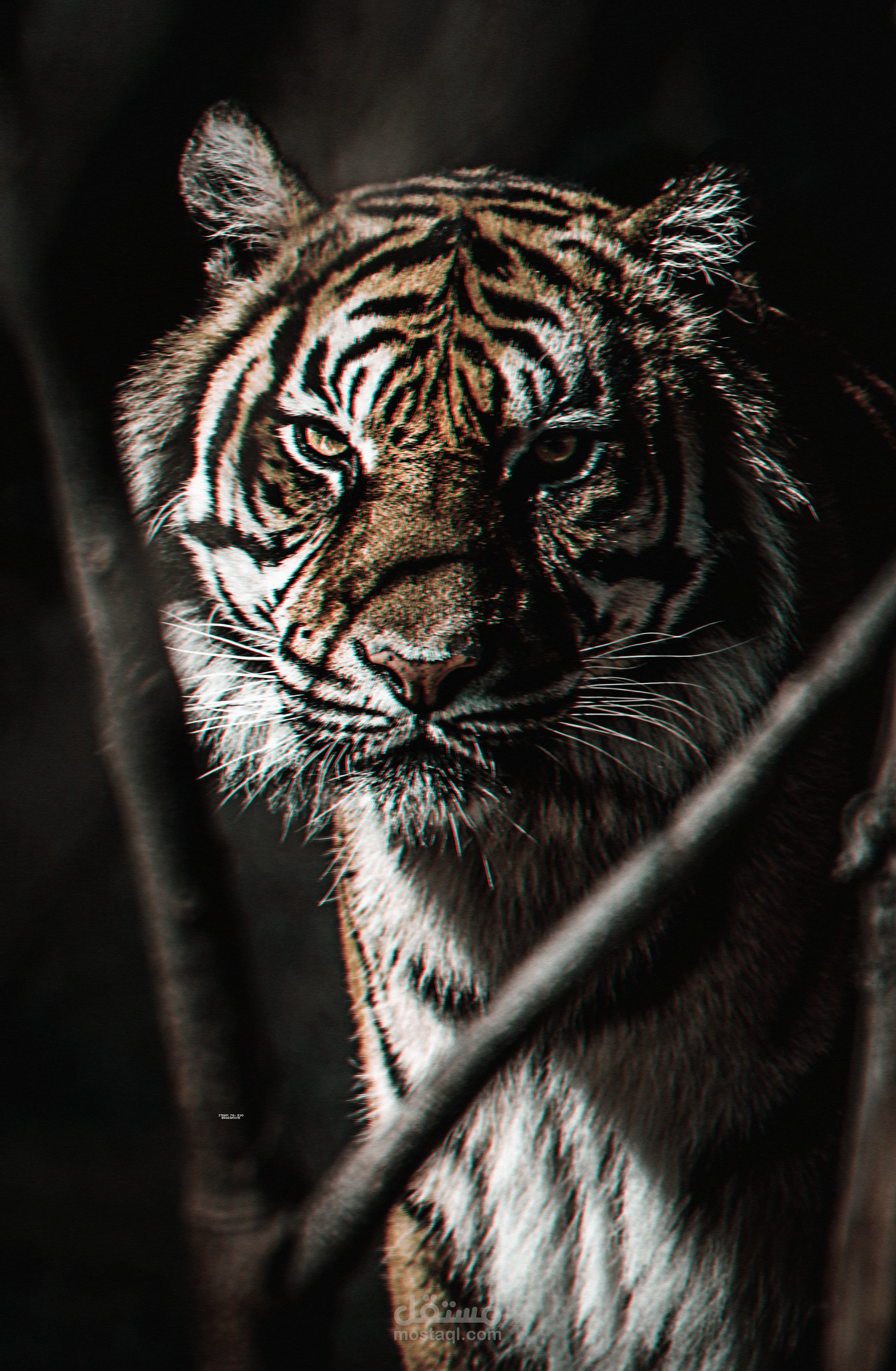 Fear the tiger