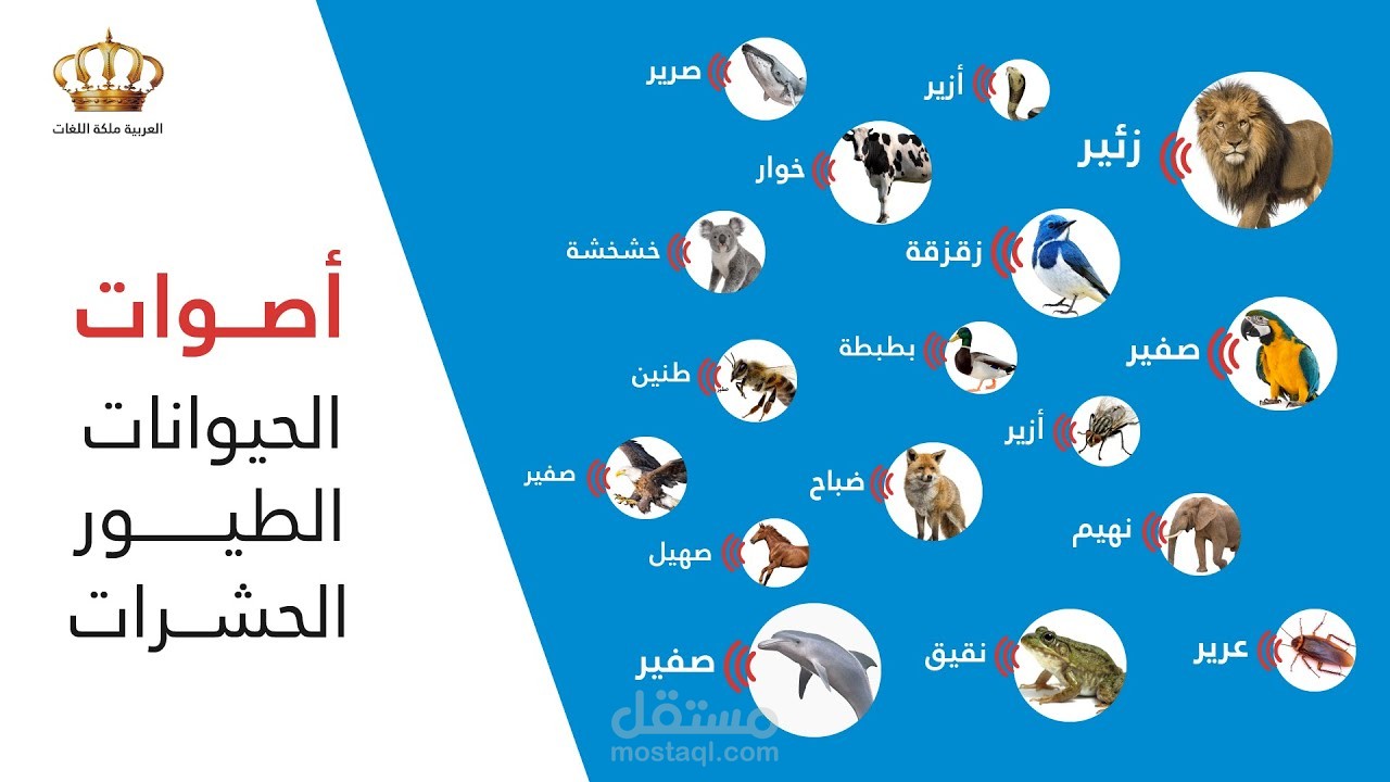 من اعمالنا لقناة العربية ملكة اللغات #اصوات_الحيوانات