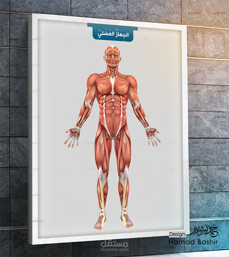بوستر تعليمي للجهاز العضلي للإنسان