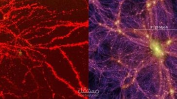 “جينات الزومبي” تنشط بعض خلايا المخ بعد الوفاة