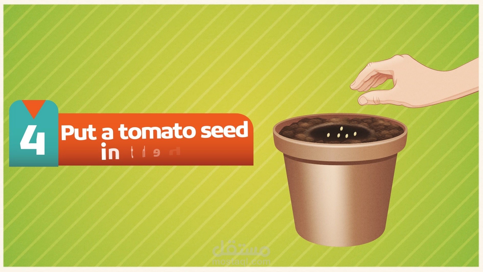 How To Grow A Tomato Plant