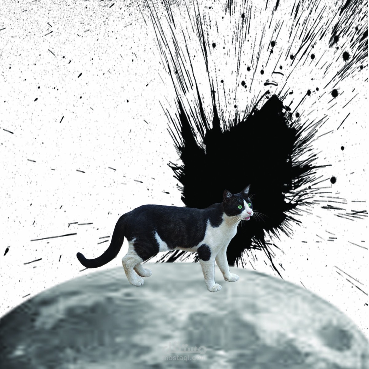 The cat