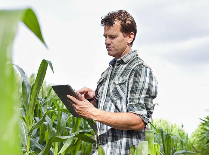 وصف وطريقة زراعة نبات الغاف الخليجي