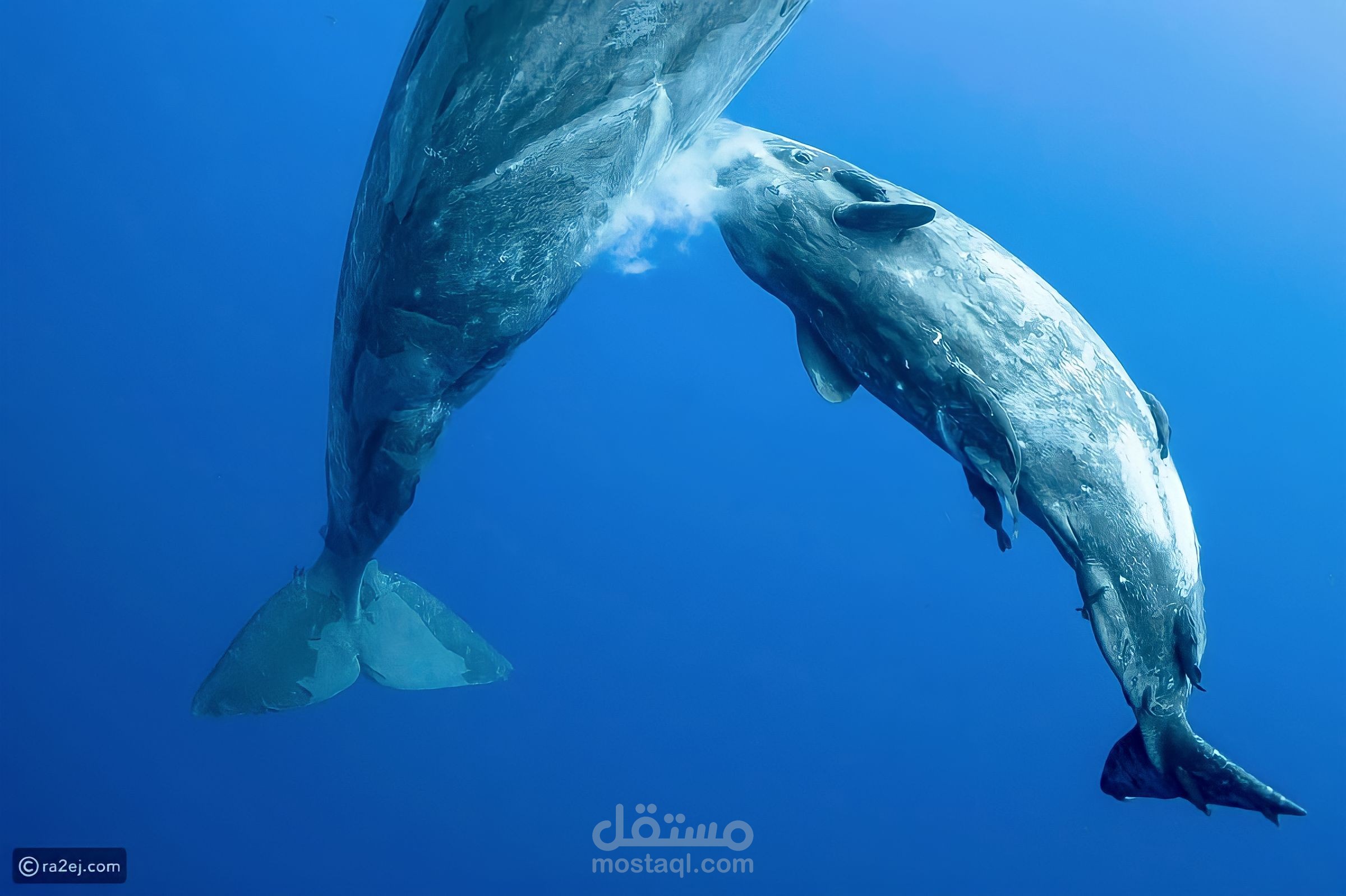 وثائقي رضاعة الحيتان