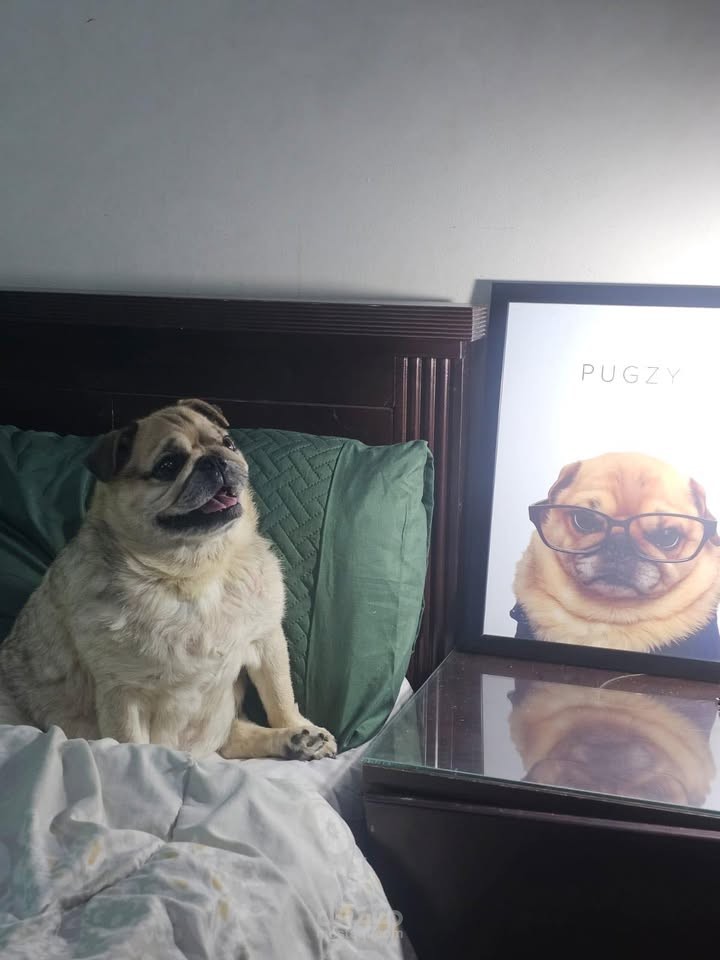 تصميم براويز للكلاب بستخدام Ai