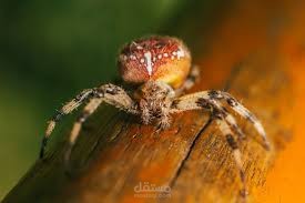 ARACHNOPHOBIA (رهاب العناكب)