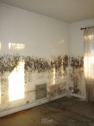 خطورة وجود العفن في المنزل