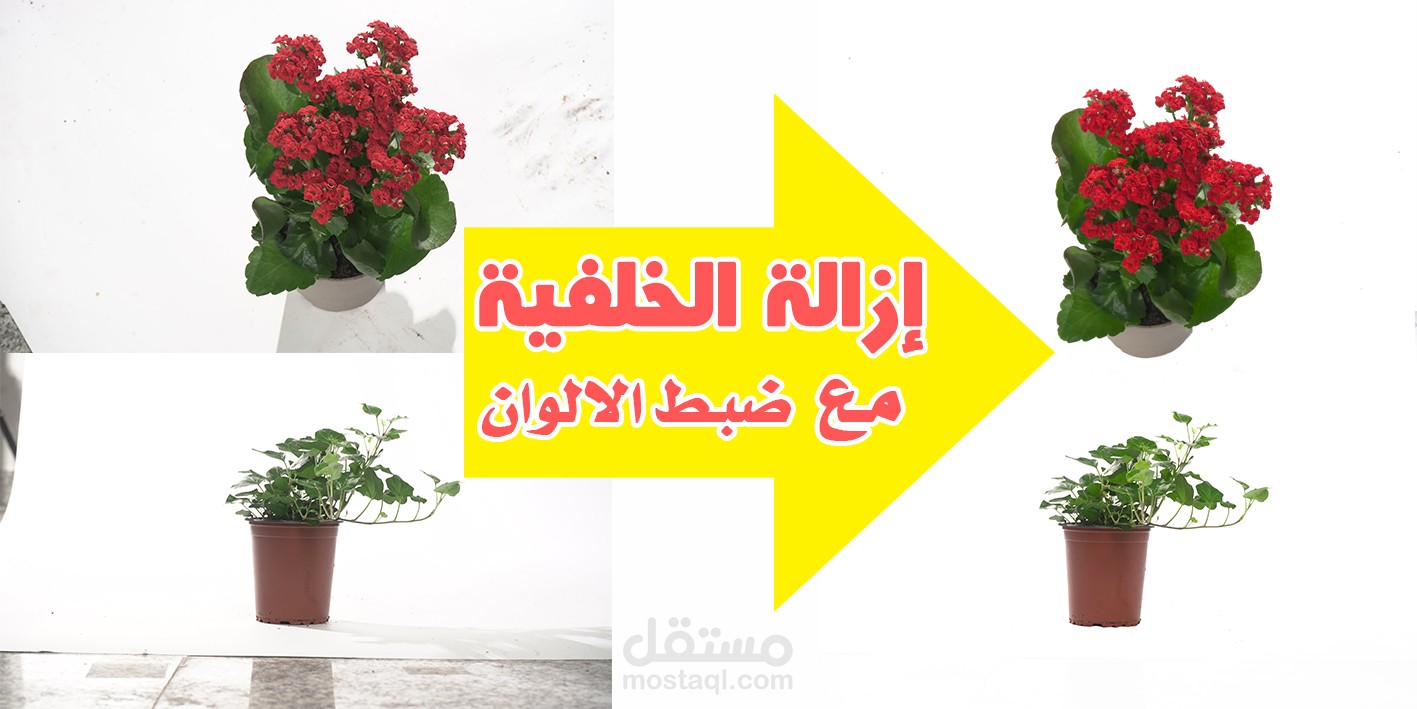 ازالة خلفيات الصور مع تعديل الالوان من اعمال عملاء مستقل