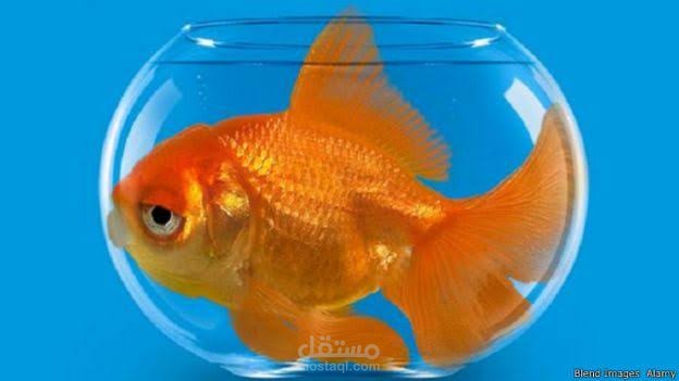 مقال عن أسماك الزينه وتربيتها