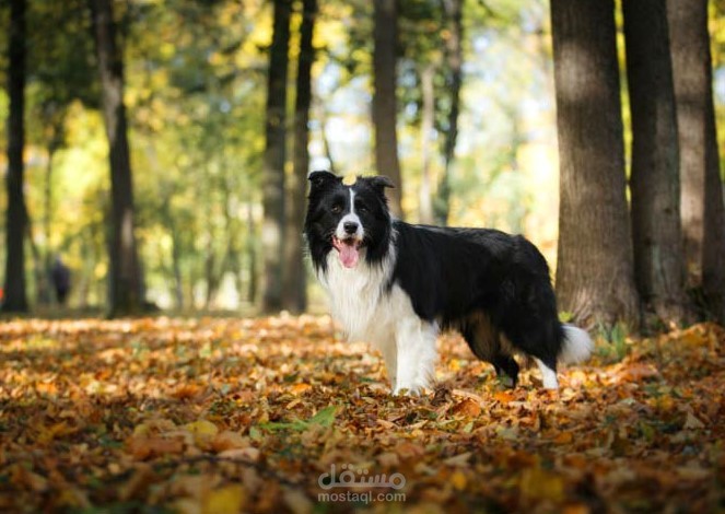 ترجمة مقالة عن نيتش الكلاب