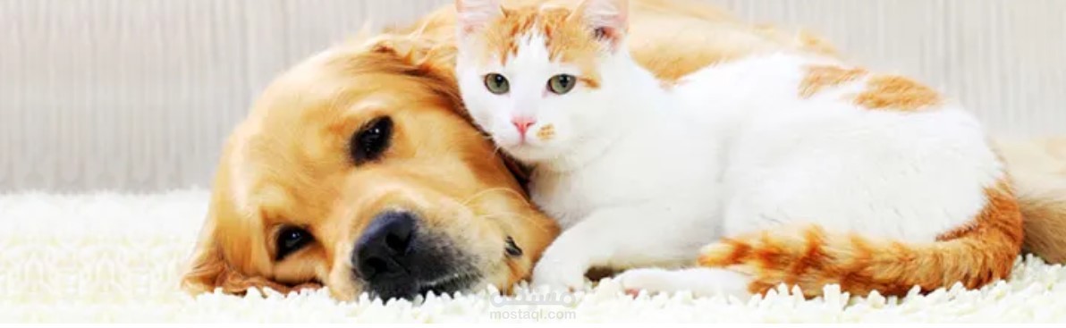 ترجمة مقالة عن نيتش الكلاب و القطط