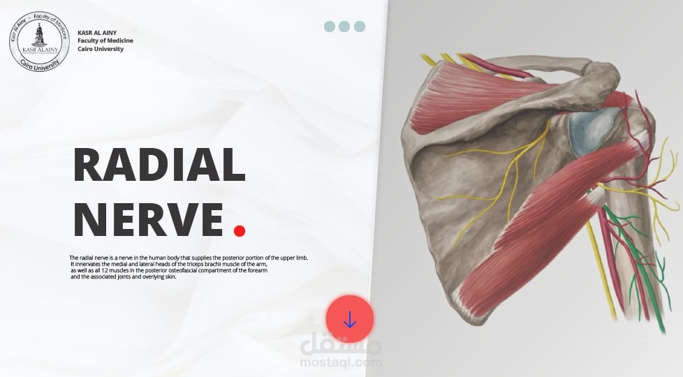 عروض power point تقديمة