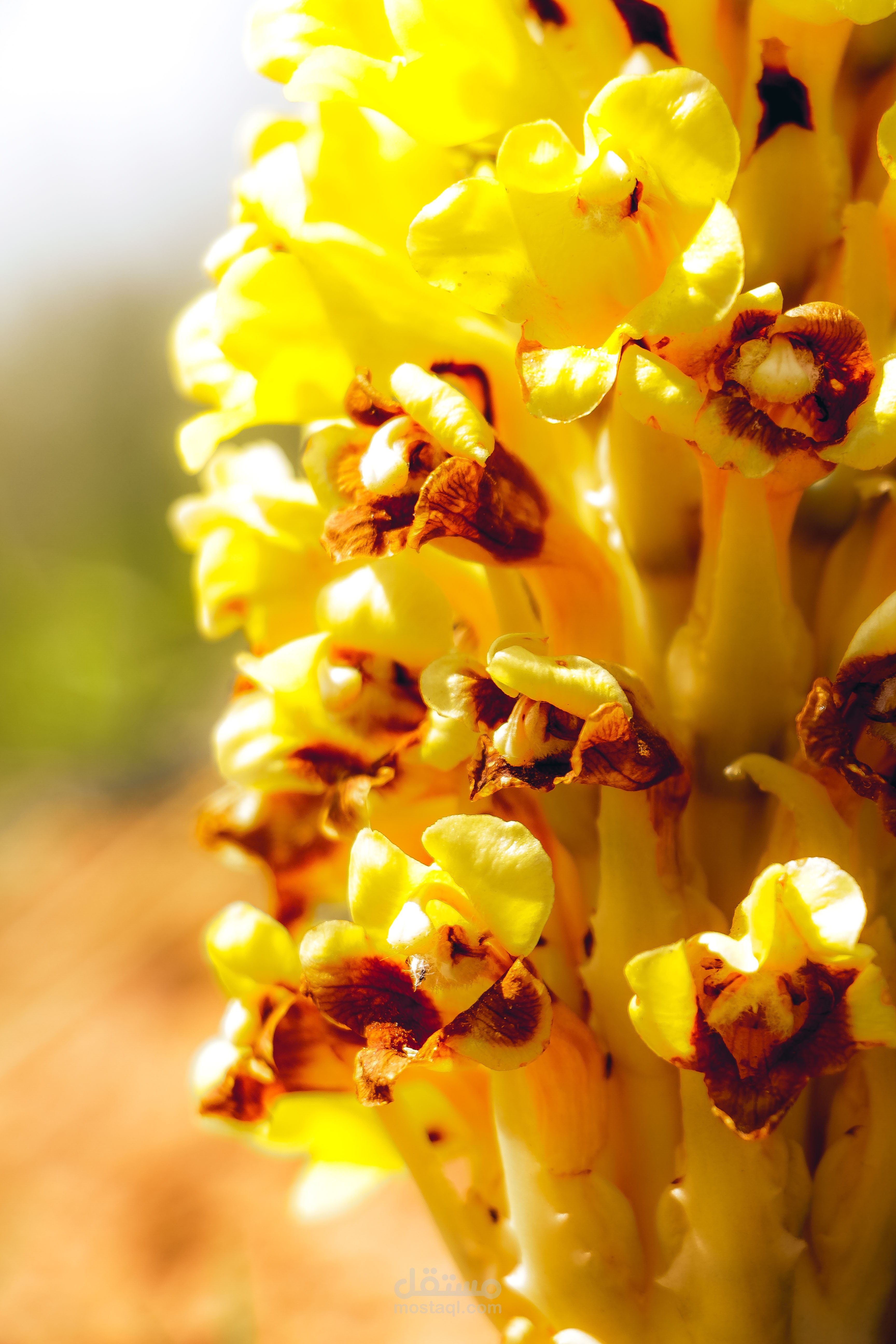 صورة قمت بلاتقاطها في رحلتي