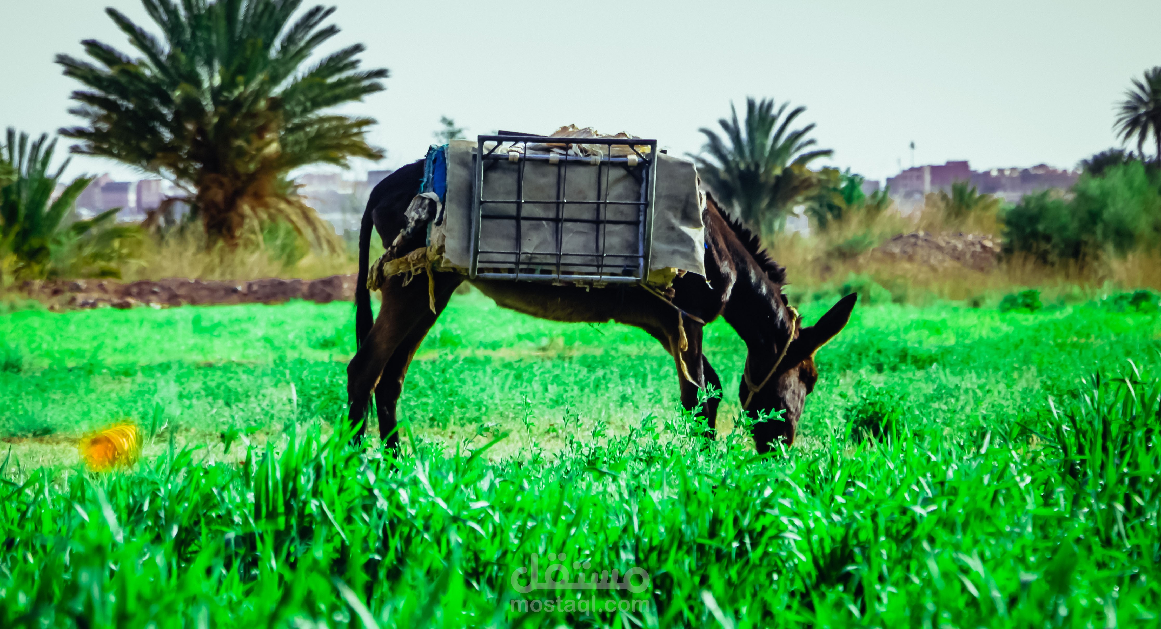 صورة قمت بلاتقاطها في رحلتي