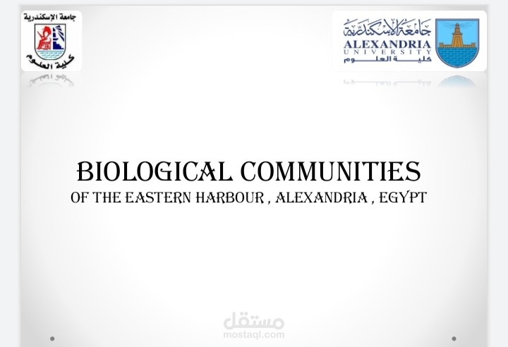 مشروع تخرج