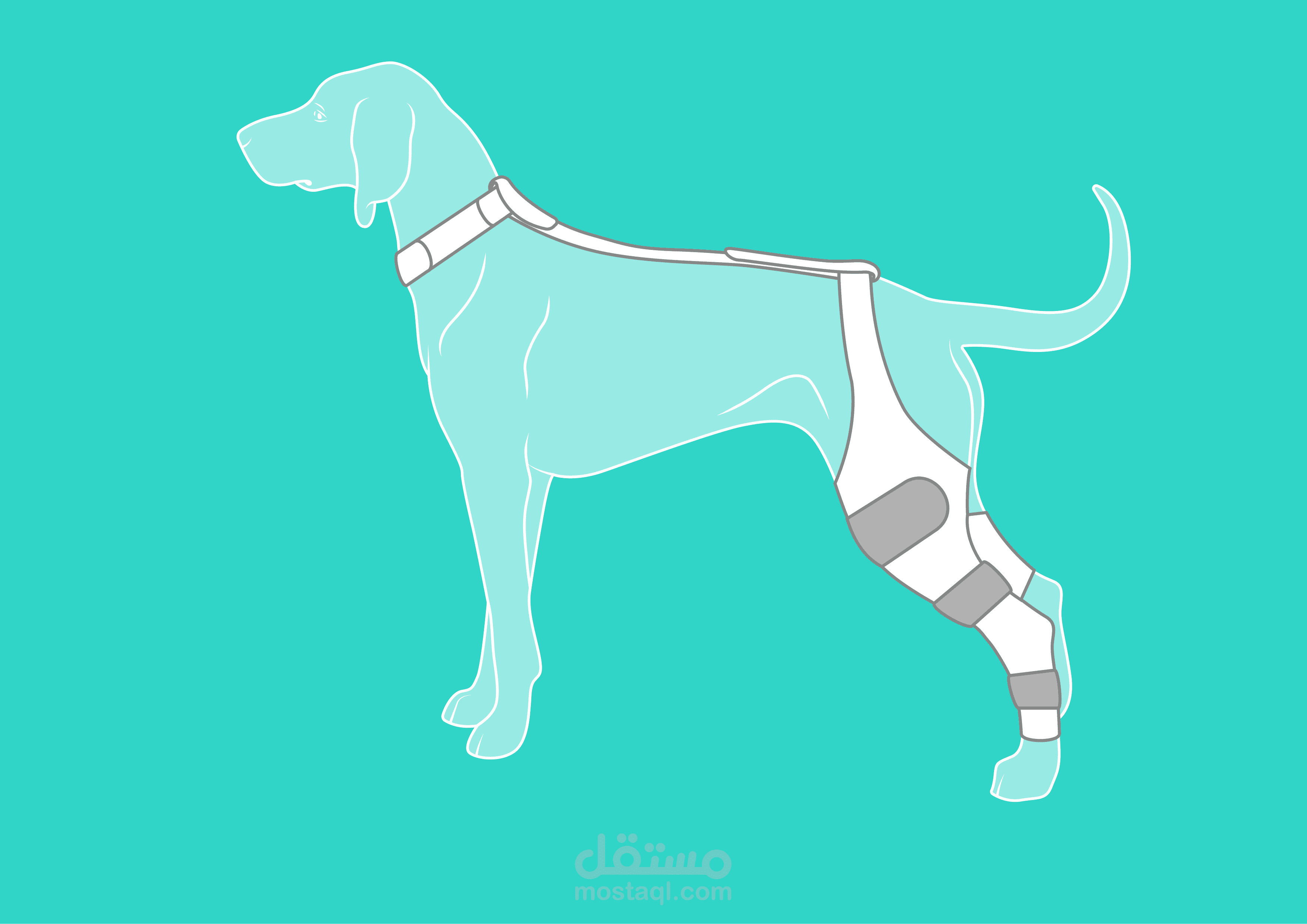 رسومات توضيحية لدعامات تقويم العظام للكلاب Dog Orthopedic Brace Illustrations
