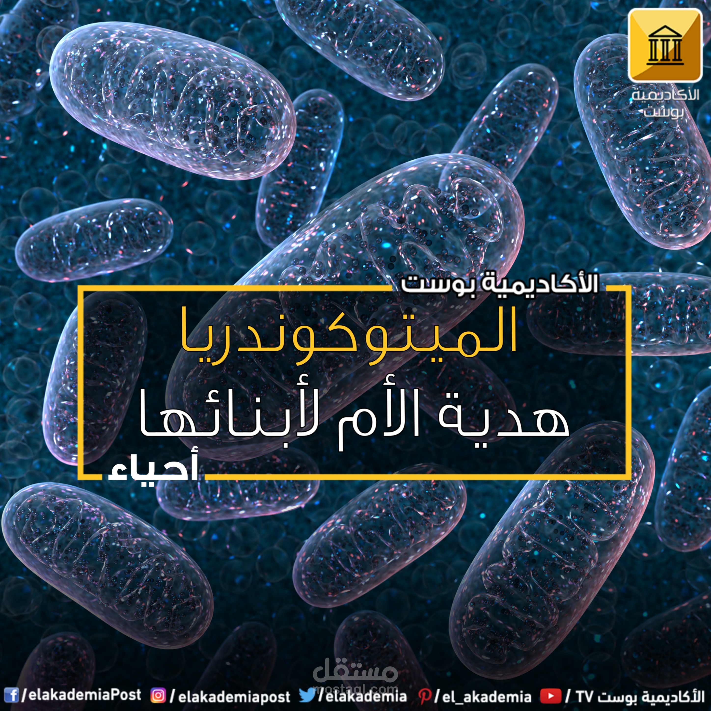 هدية الأم لأبنائها