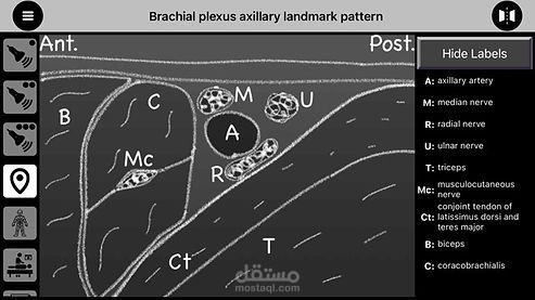 AnSo Anaesthesia Sonoanatomy