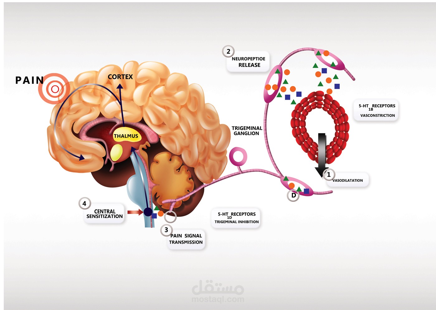 an illustration for   a magazine رسوم لمجلة طبية