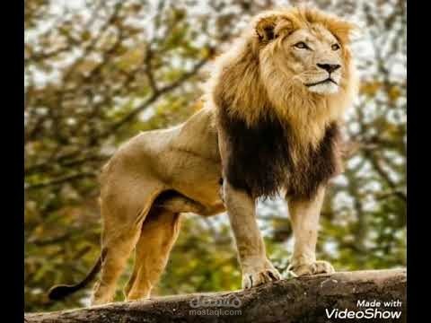 تعليق صوتي بجودة عالية