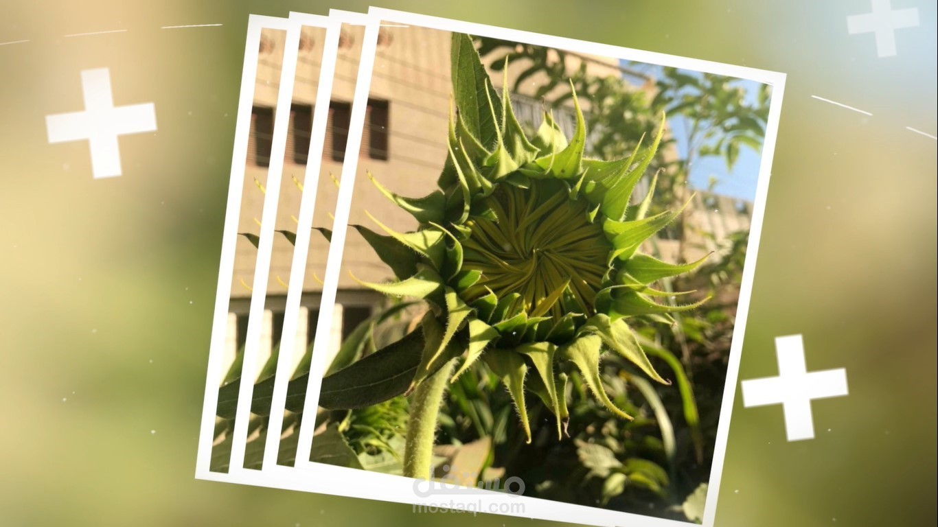 عرض صور (Slideshow)