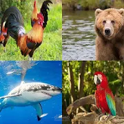 تطبيق ب flutter تعليمي عن الحيوانات