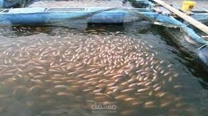 دراسة جدوى استزراع سمك الشبوط (على مساحة 4250 م2)