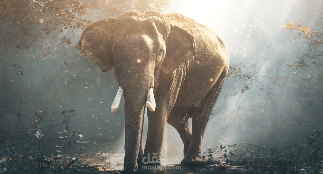 فديو اعلانى التسامح رابطة العالم الاسلامي