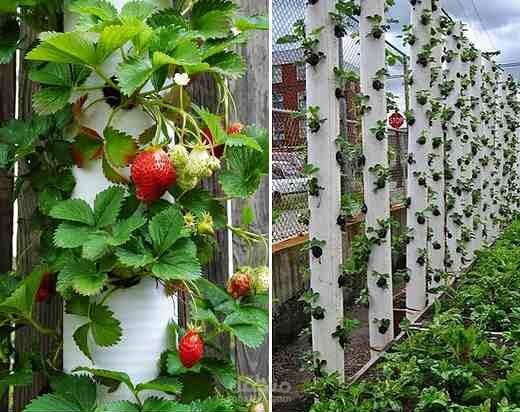 دراسة جدوى اقتصادية لمزرعة فراولة بالسعودية