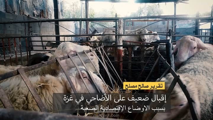 تقرير تلفزيوني