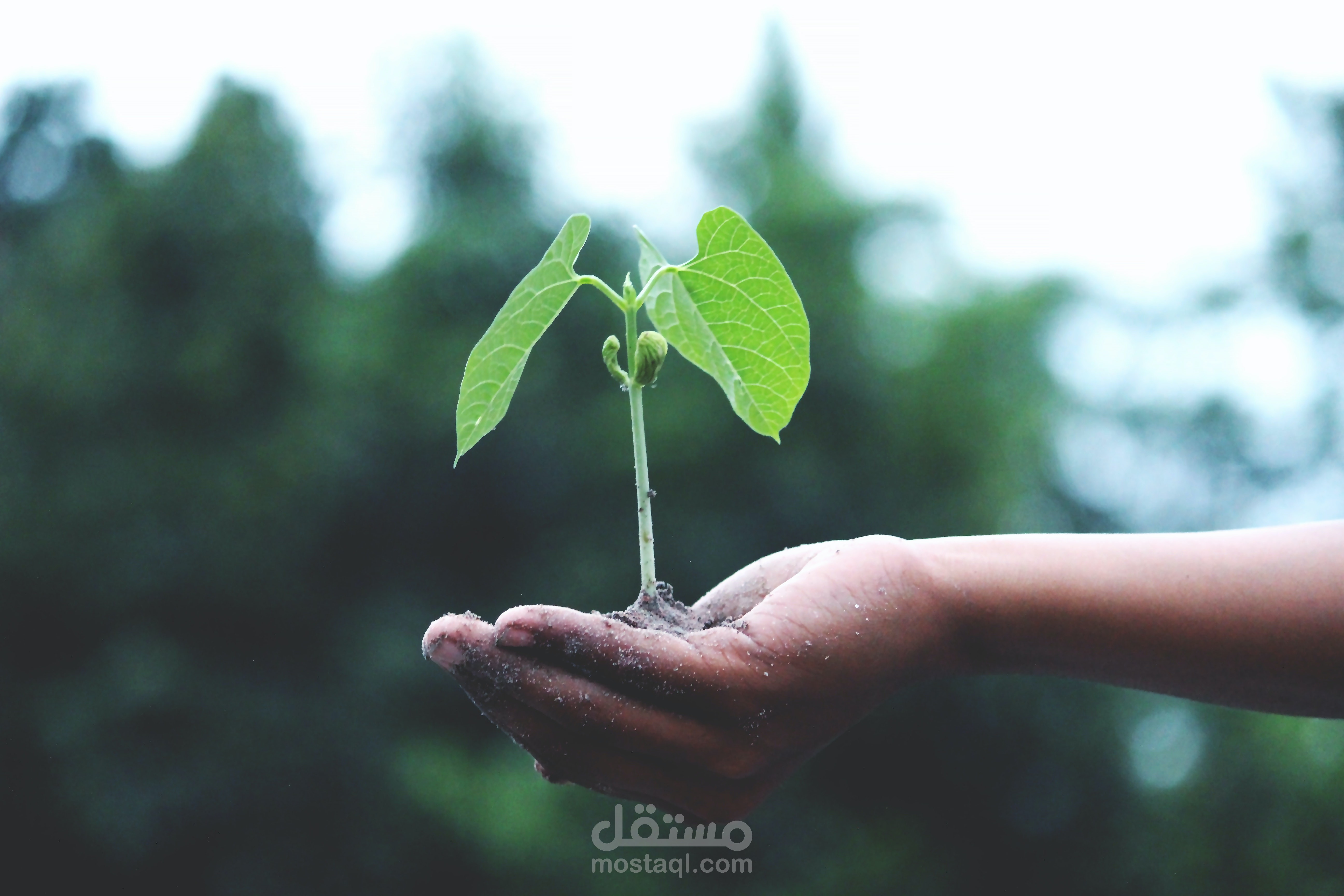 ترجمة علمية