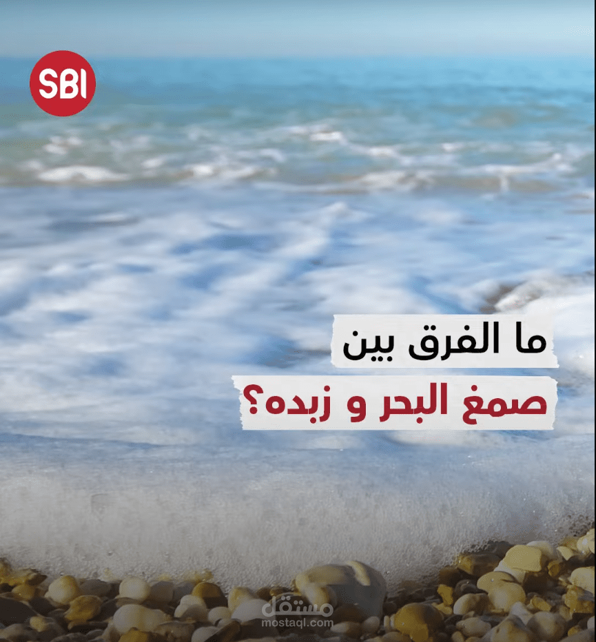 صمغ البحر كارثة ضد الطبيعة